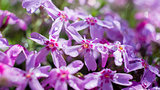 Macro image of spring lilac