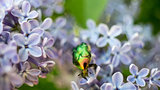 Green bright bug covered with pollen