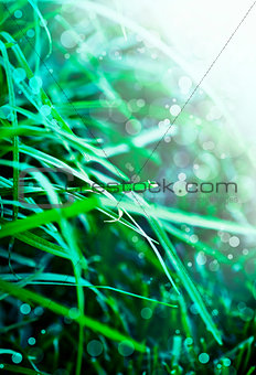 Close up of fresh grass with water drops