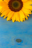 one bight sunflower