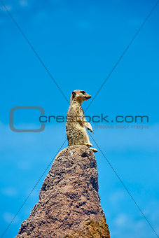 Meerkat on the look-out