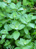Beautiful delicious green mint 