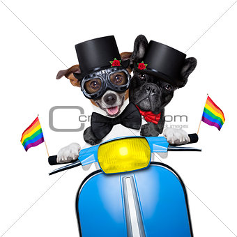gay marriage dog