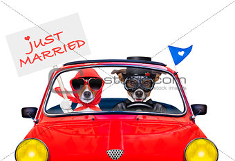 just married dogs