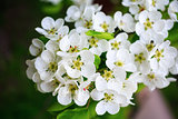 Flowering tree closeup