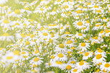 Beautiful white daisy flowers on the meadow.