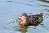 Duck On The Water