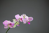Five white orchids flowers with pink stripes