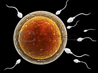 Spermatozoons, floating to ovule