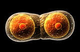 Division of cell