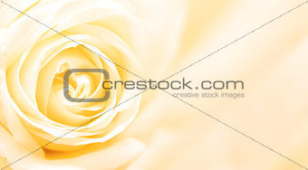 Banner with yellow rose