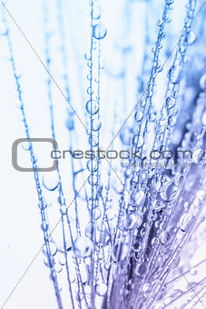 Abstract macro photo of plant seeds with water drops