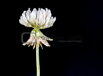 Clover Flower 