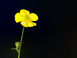 Buttercup Flower