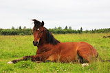 Нorse rest on the pasture