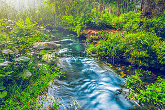 Forest stream in the morning