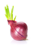 Fresh garden red onion