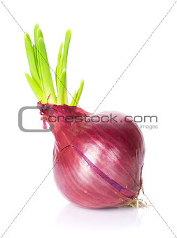 Fresh garden red onion