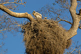 Heron nest with chick in Brazilian Pantanal