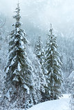 Snowy fir trees 