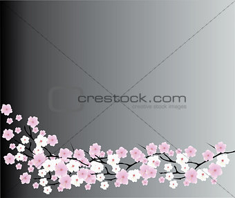 Cherry Blossom