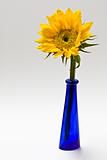 Sunflower in a Blue Vase on Whiter