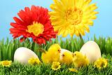 Easter chicks in the grass 