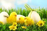 Little yellow easter chicks in the tall grass 