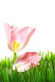 Pink tulip with petal