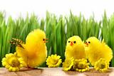 Yellow chicks hiding in the grass