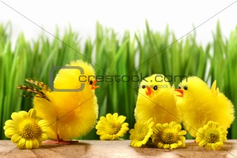 Yellow chicks hiding in the grass