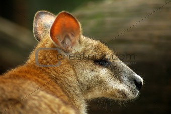 kangaroo detail