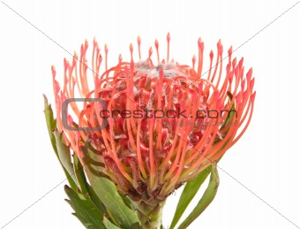 protea