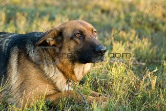 Germany Sheep-dog laying in the green grass