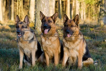 Tree Germany shepherds sitting on a grass in a wood