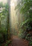 rain forest light
