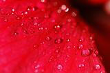 water droplet and hibiscus flower in the parks