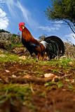 free range rooster in a field