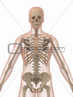 3d skeleton