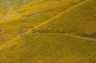 Yellow colored dry hil with sheeps. Italy