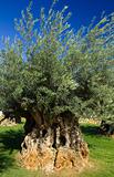 Very old olive tree.