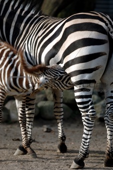 Zebra feeding