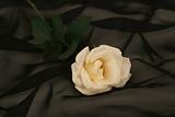 The white rose lays on a black background