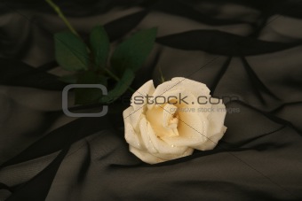 The white rose lays on a black background