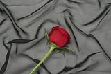 One red rose on a black background