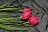 Three red tulips on a black background