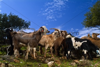 goats in the pasture