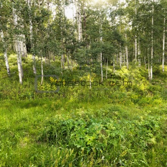 Woods with Aspen tress.