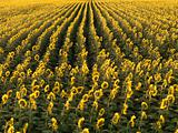 Agricultural sunflowers.