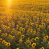 Sunflower field.